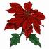 Poinsettia