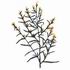 Tarragon