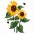 Sunflowers & Lady Bugs