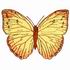 Orange-Barred Sulphur Butterfly