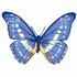 Morpho Cypris Butterfly