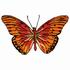 Gulf Fritillary