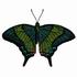 Emerald Swallowtail