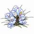 Orchids