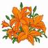 Tiger Lilies