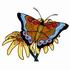 Butterfly & Daisies