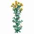 St. John's Wort