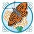 Fritillary