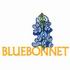 Bluebonnet