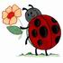 Bashful Ladybug