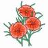 Dianthus