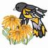 Oriole & Black-Eyed-Susans