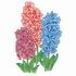 Hyacinths