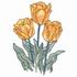 Yellow Tulips