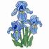 Irises