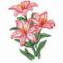 Asiatic Lilies