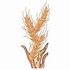 Wheat Border