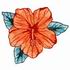 Crimson Hibiscus