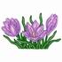 Purple Crocus