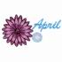 April - Daisy & Diamond