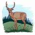 Buck