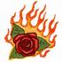 Flaming Rose