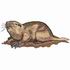 Pocket Gopher