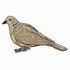 Ringed Turtle Dove