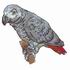 African Grey Parrot