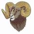 Bighorn Sheep