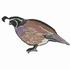 California Quail