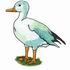 Snow Goose