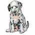 Dalmatian Puppy