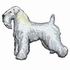 Soft Coated Wheaten Terrier