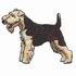 Welsh Terrier