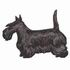 Scottish Terrier