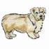 Norfolk Terrier