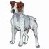 Jack Russell Terrier