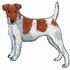 Smooth Fox Terrier