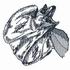Frilled Lizard