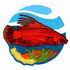 Scarletfin Wrasse