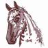 Appaloosa