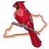 Cardinal - Kentucky