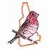 Purple Finch - New Hampshire