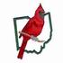 Cardinal - Ohio