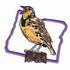 Western Meadowlark - Oregon