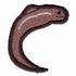 Moray Eel