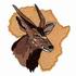 Bushbuck