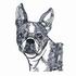 Boston Terrier