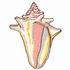 Conch